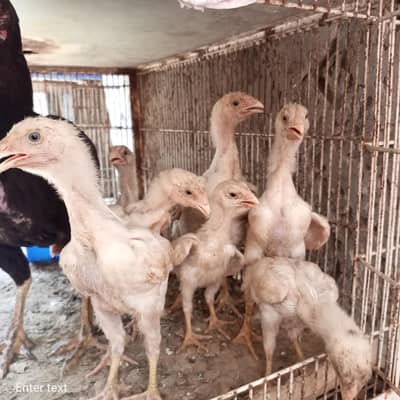 white Shomo chose For sale