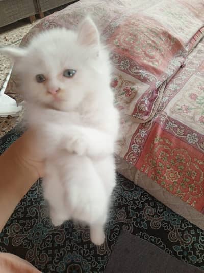 male kitten 2