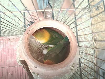 Healthy and active love bird for sale with cage