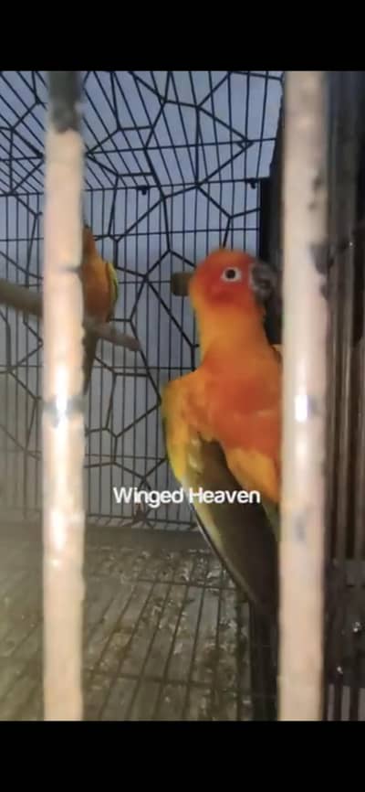 sun conure red factor breeding pair