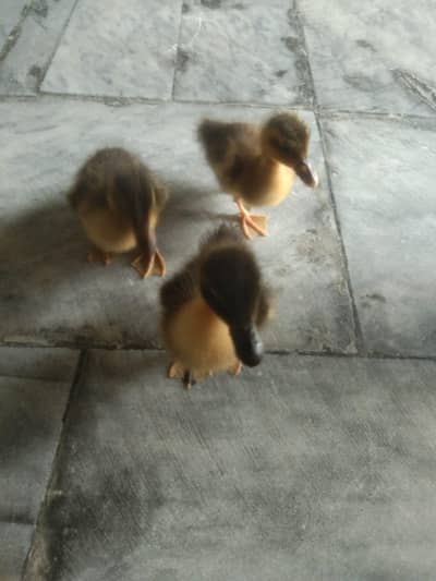Duck chicks