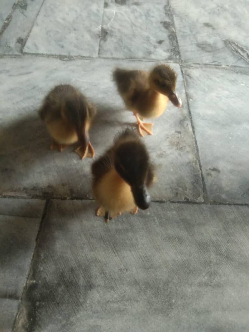 Duck chicks 0