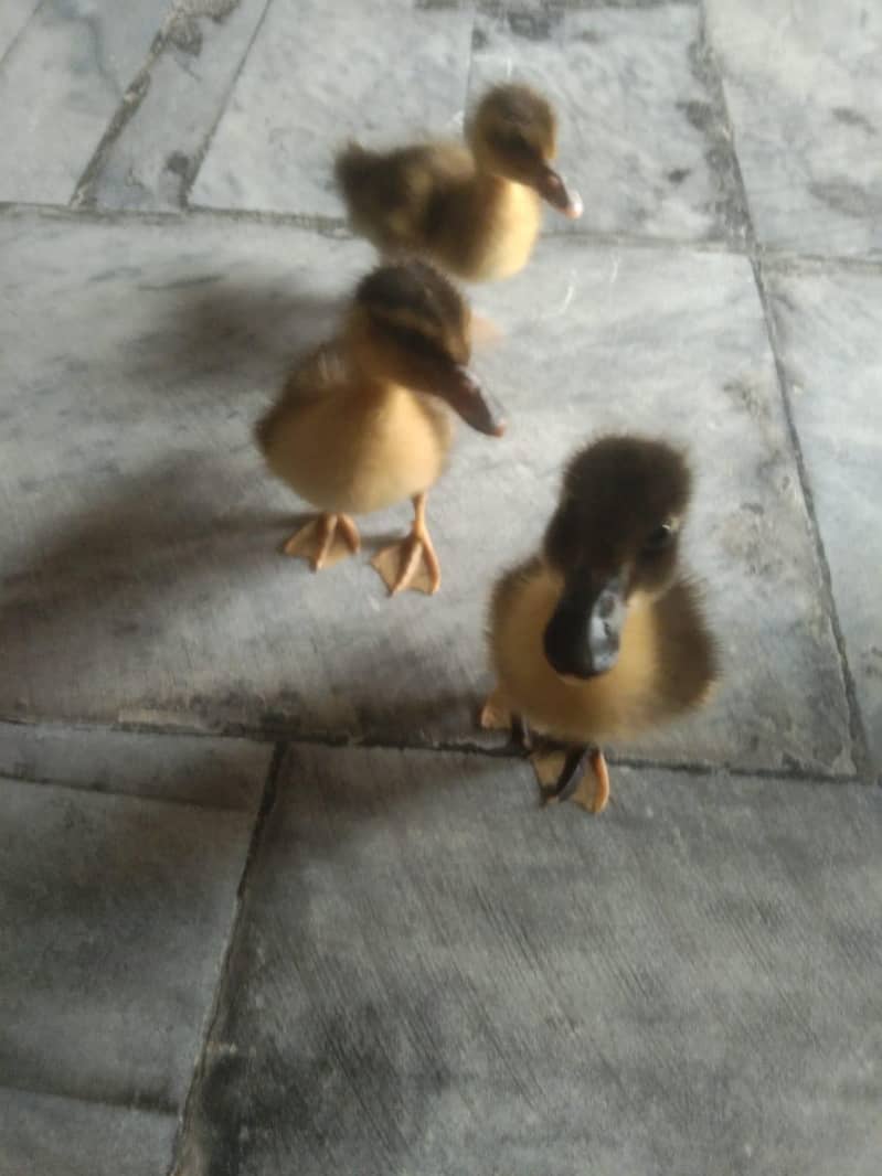 Duck chicks 1