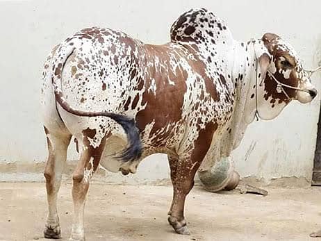 qasayi qurbani 0