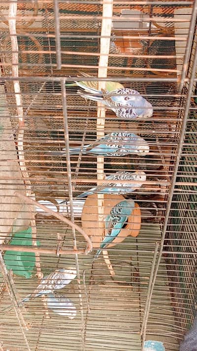 Birds for sale with cage