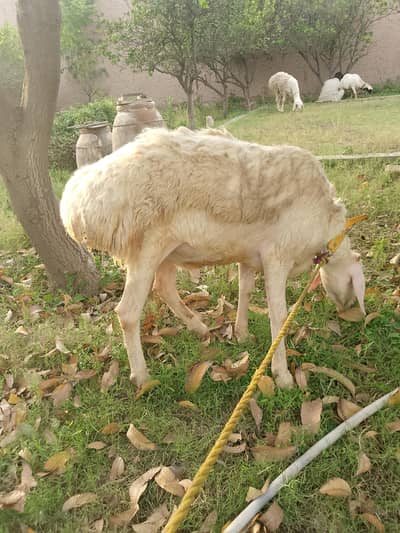 White Sheep For Sell.