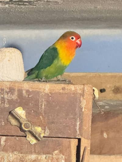 lovebirds 3 pairs heyn or 1 male single he means total 7 parrots heyn