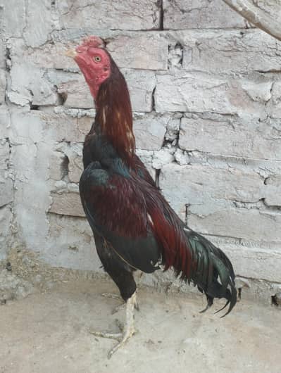 Aseel patha for sale 03038868142