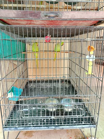 Ringneck, Green check conure, Raw parrot
