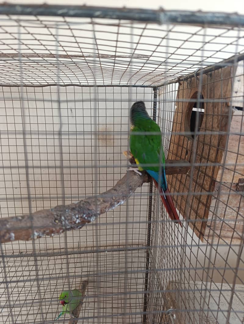 Pineapple Conure 0