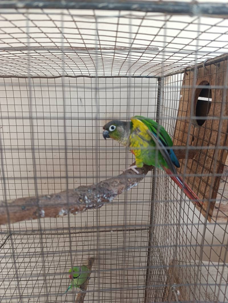 Pineapple Conure 1