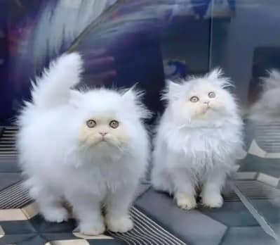 Persian female kitten for sale all Pakistan delivery available
