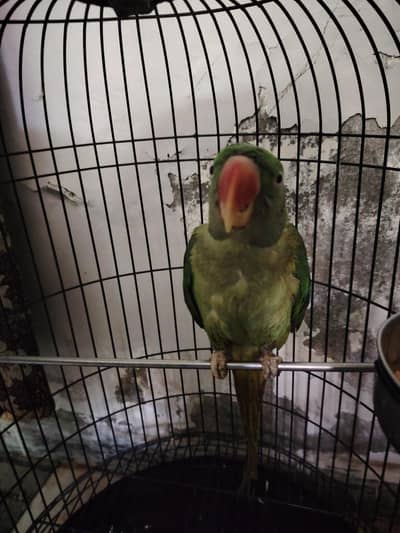 Parrot