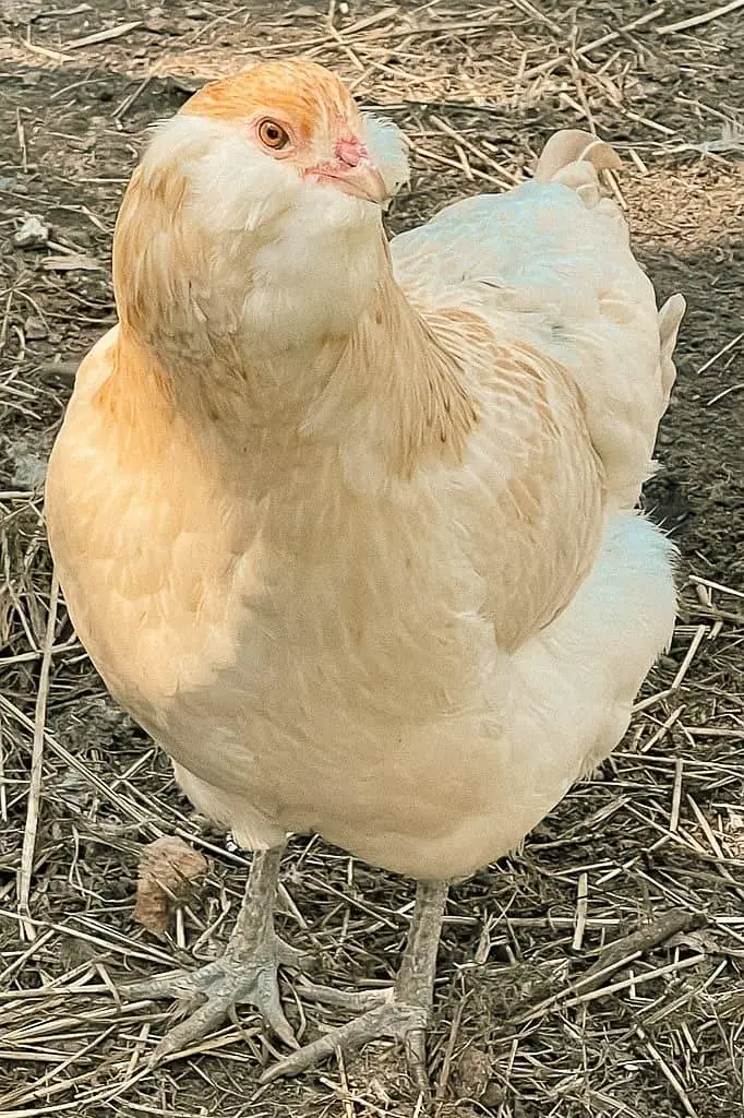 ameraucana hens blue eggs — photo 3