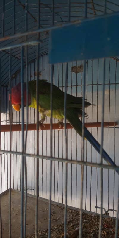 Plum Headed Parakeet (Adult Male)