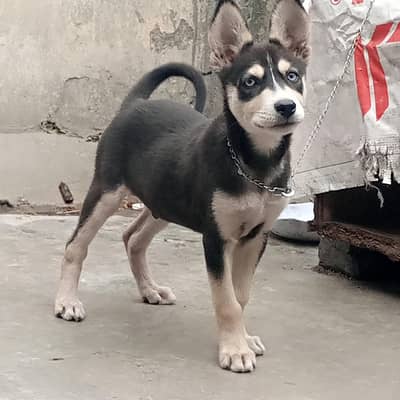 dog sale