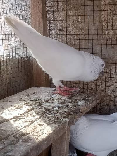 Highflyer flyer white eye