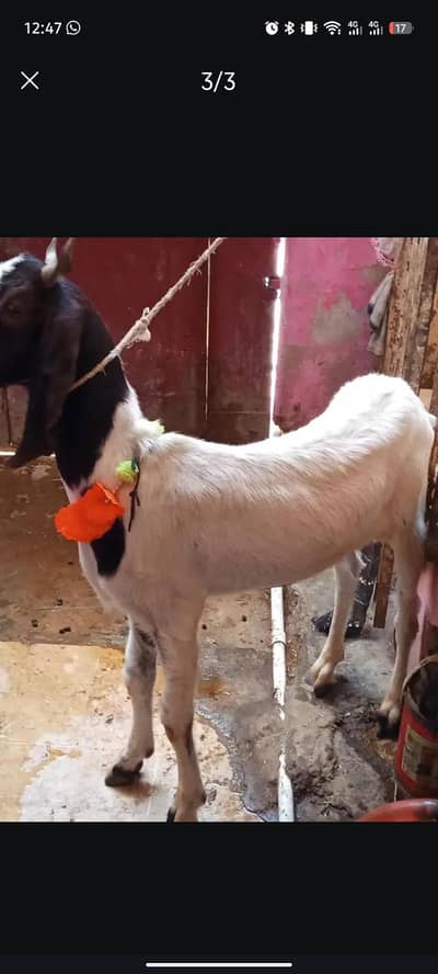 2dant pure kasi Bakra