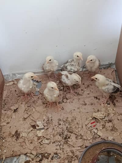 Pure Mianwali White Chiney Aseel Chicks - 3 Weeks Old