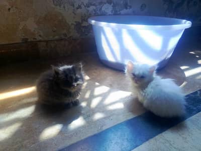 3 Persian kittens for sale 8000 each