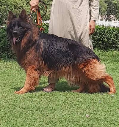 german shepherd long coat king size male available for sale