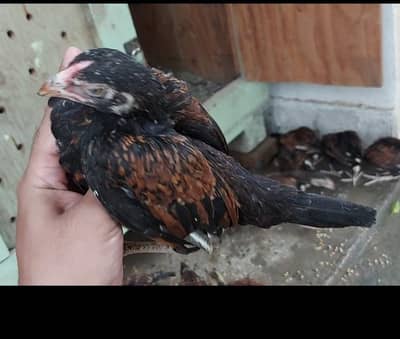 Pure Amroha Chicks Pair / Khalis Amroha Chuzay