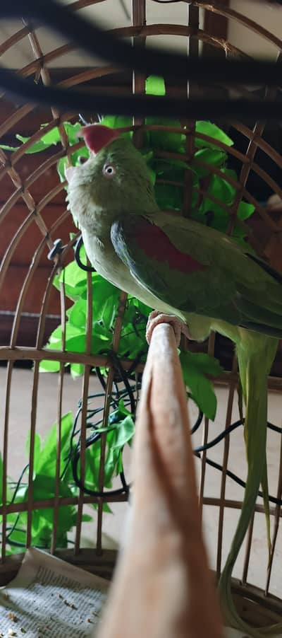 Green parrot - Adult