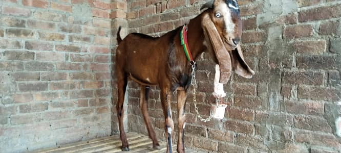 Nagra Bakra height 36 inch