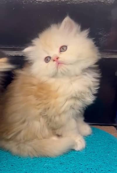 Persian Kittens |Blue Eyes|3 coted |Cat Baby OƷ48029O146 ωtsap