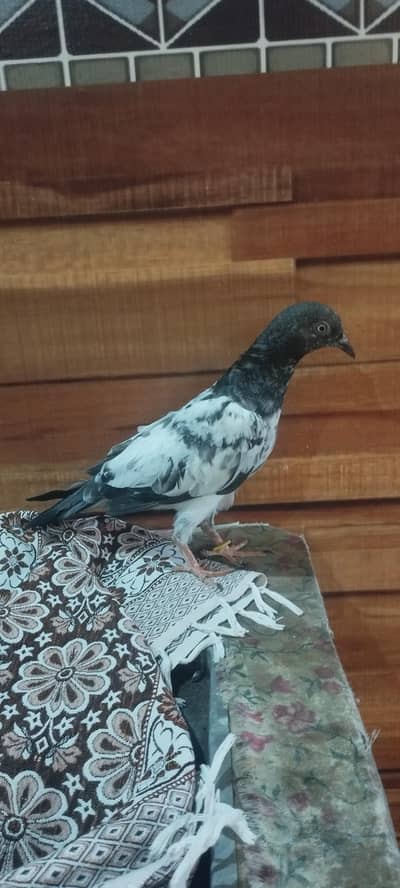 Teddy Pegeon For sale