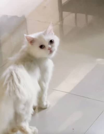 Persian, white cat blue eyes