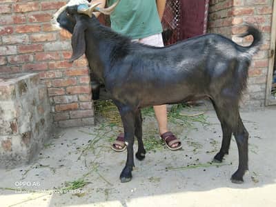 Desi Bakra for sell