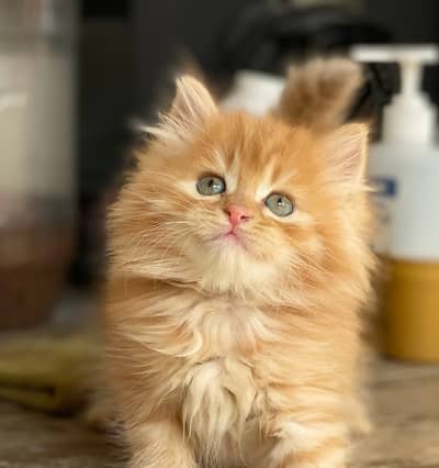 Persian kittens triple coat pair  for sale contact whatsap 03265641968