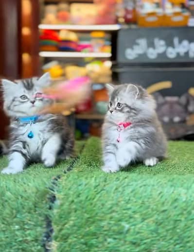 Persian Kittens |Blue Eyes|3 coted |Cat Baby OƷ48029O146 ωtsap