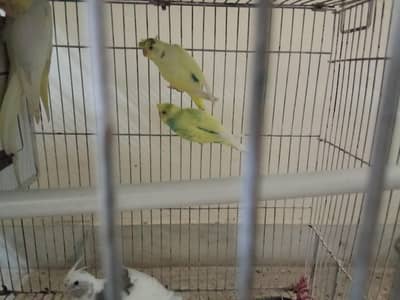 Parrots