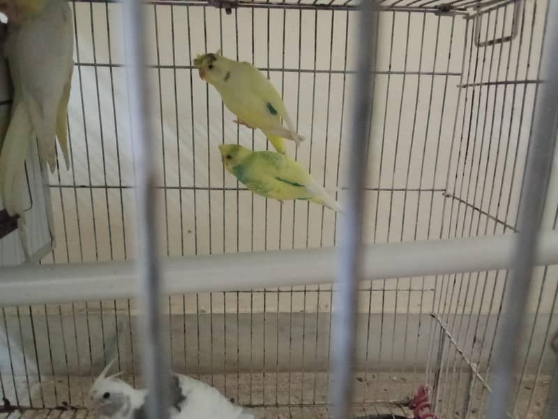 Parrots 0