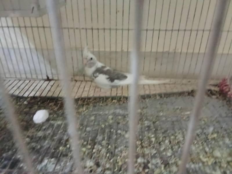 Parrots 1