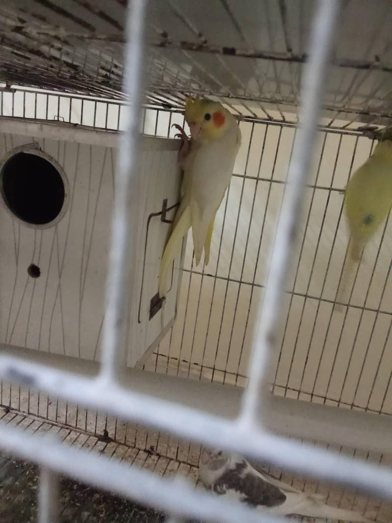 Parrots 2