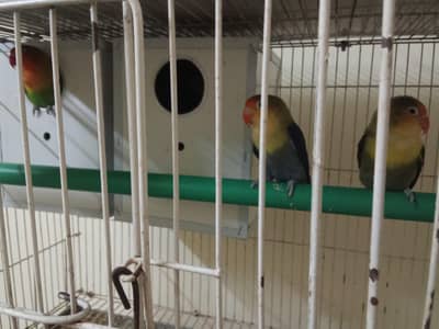 Parrots