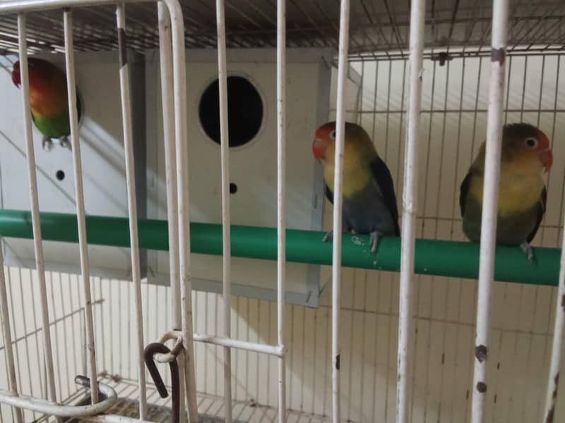 Parrots 3