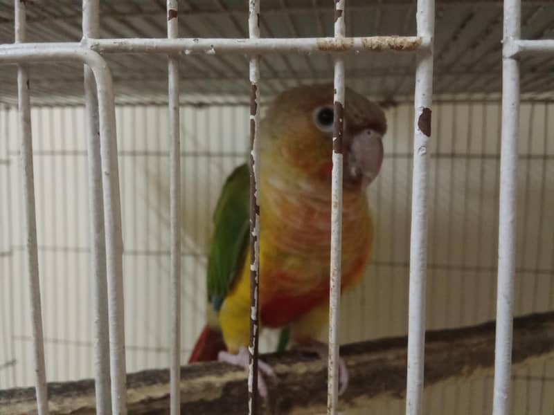 Parrots 4