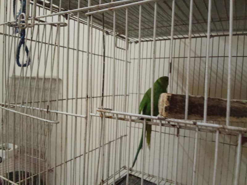 Parrots 5