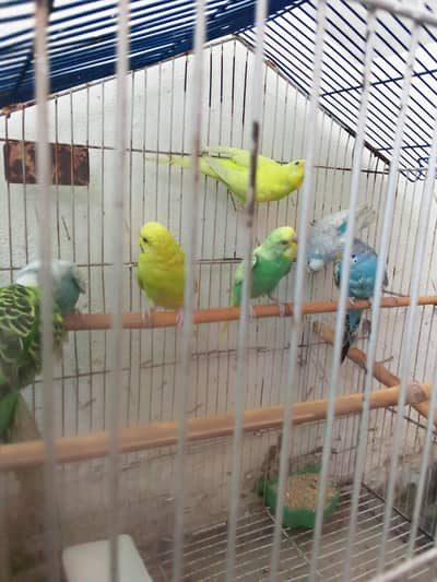 Budgies chicks self pieces all available