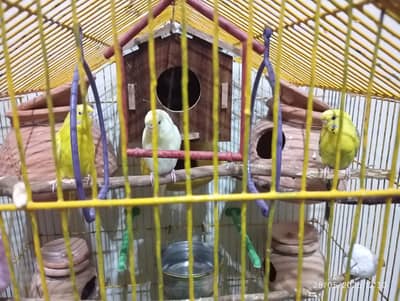 1 Pair Budgie Red Eye and 1 Females Black eye