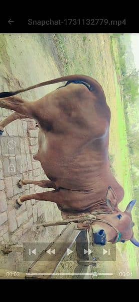 tiyar gaye for sale