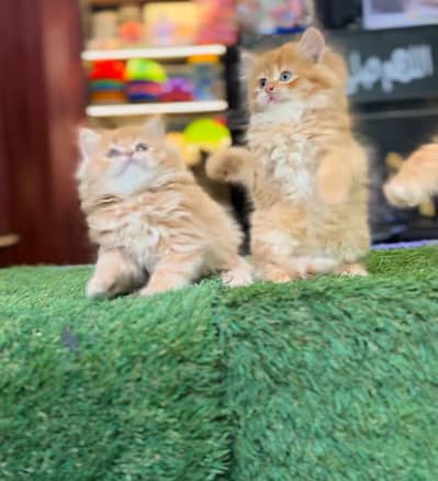 Persian Kittens |Blue Eyes|3 coted |Cat Baby OƷ48029O146 ωtsap