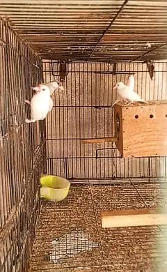 Eno cocktail Adult &  albino  java