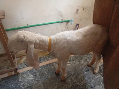 Female Sheep