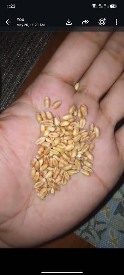wheat (gandum)