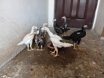for sale 2500 per pice